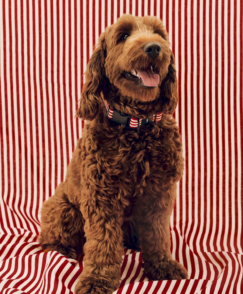 HAY Dogs Collar 