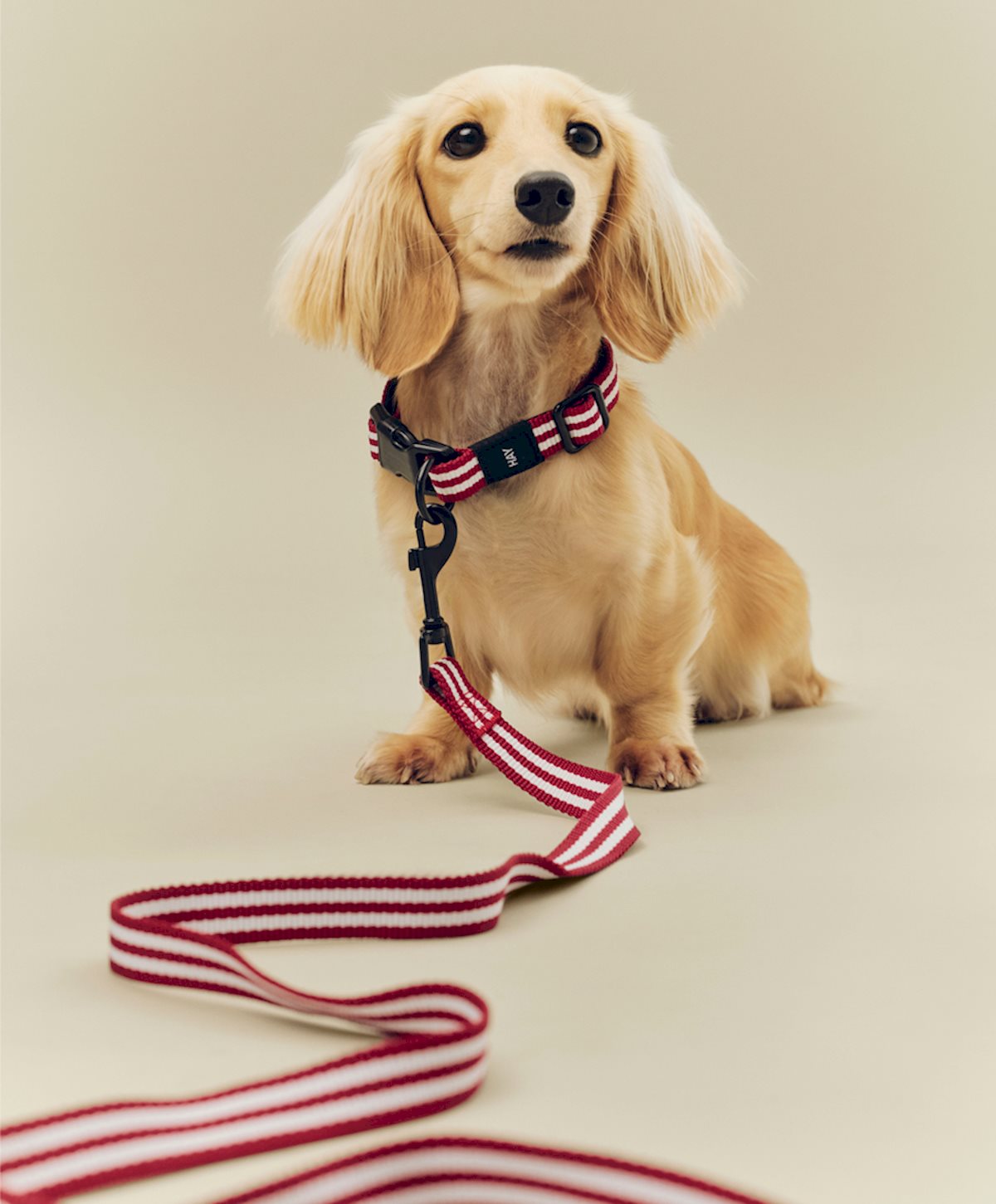 HAY Dogs Collar / HAY Dogs Leash